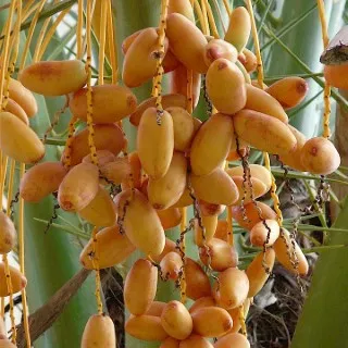 Date Palm